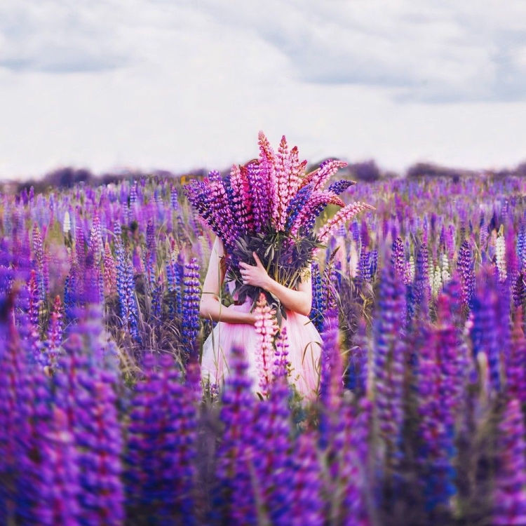 Прованс с мельницей и лавандой