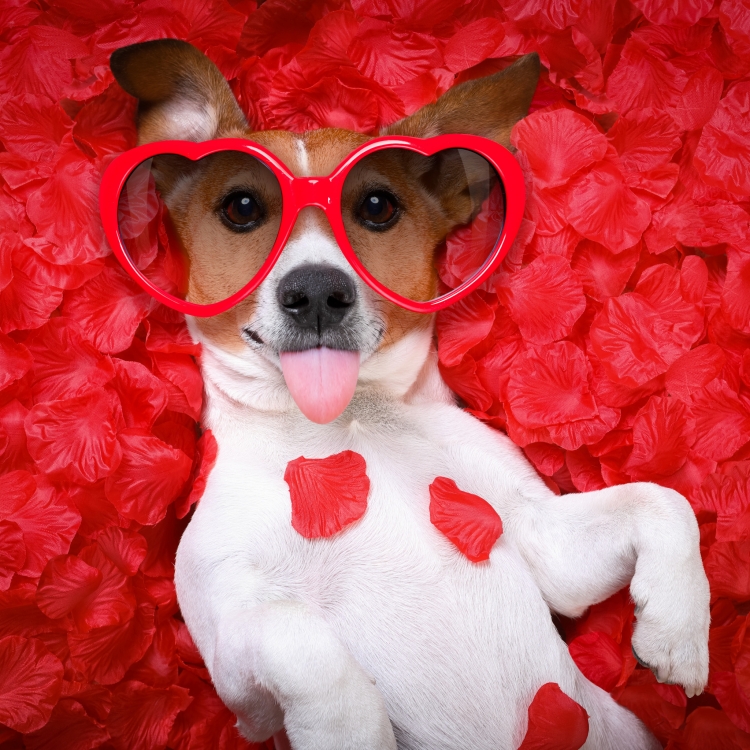 Джек Рассел собака