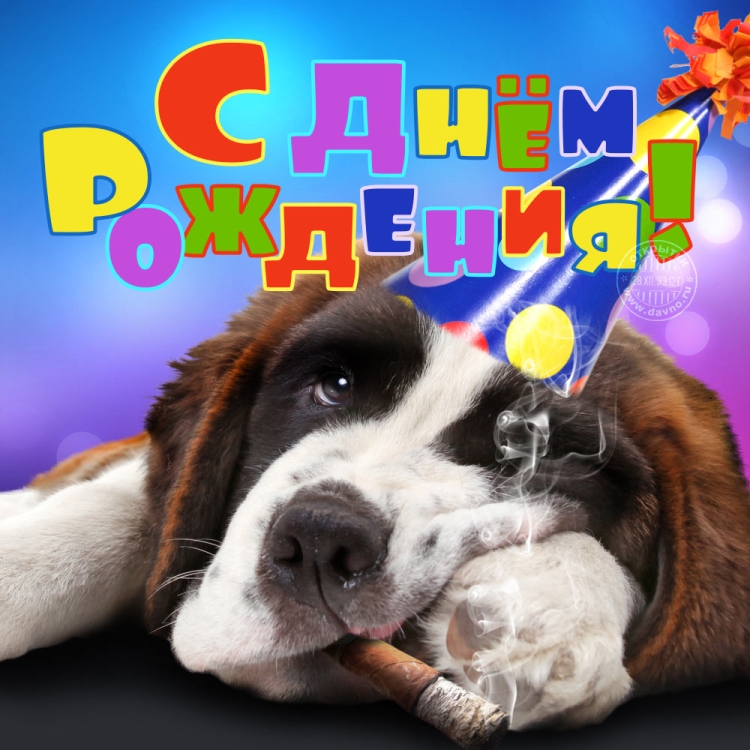 Поздравления с днём рождения с собаками