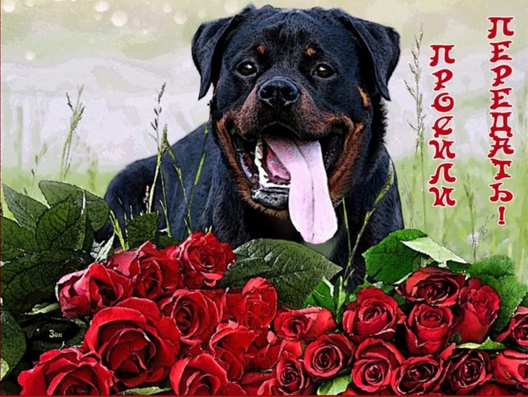 Открытка «собачки»