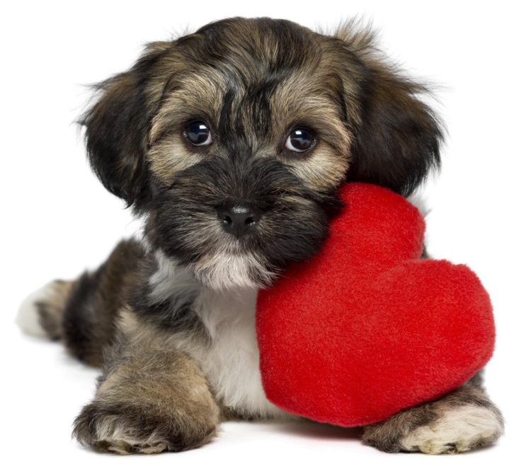 День Святого Валентина собака