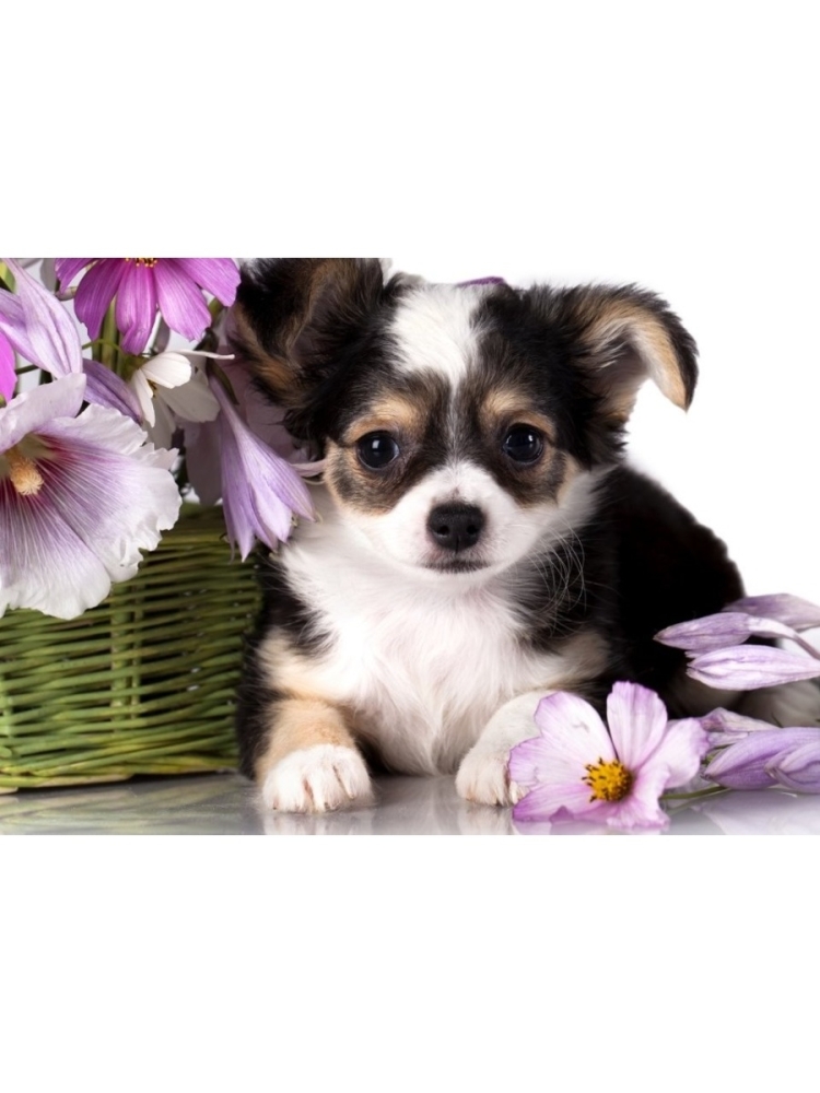 Открытки с животными