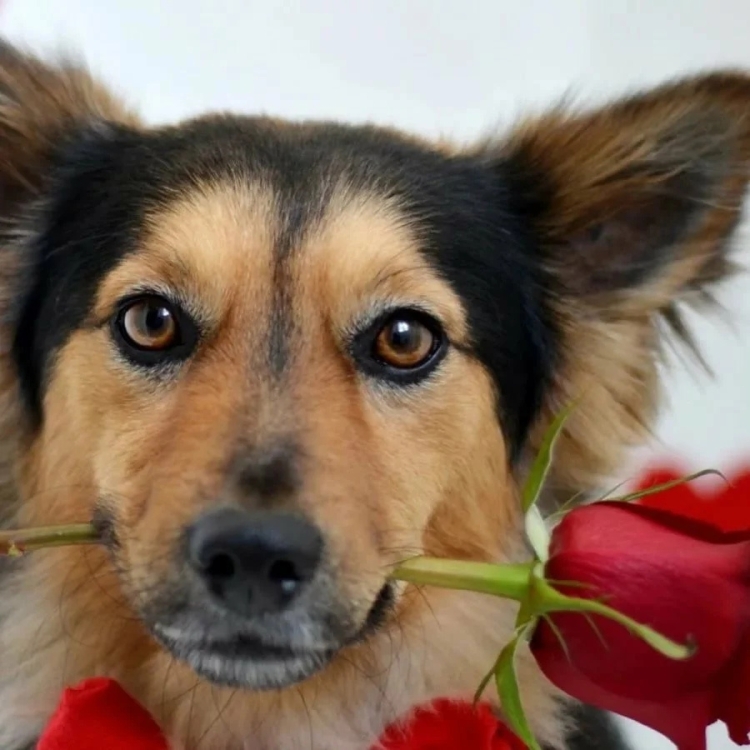 День рождения собаки