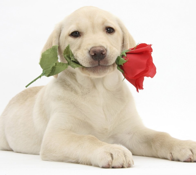 День рождения собаки