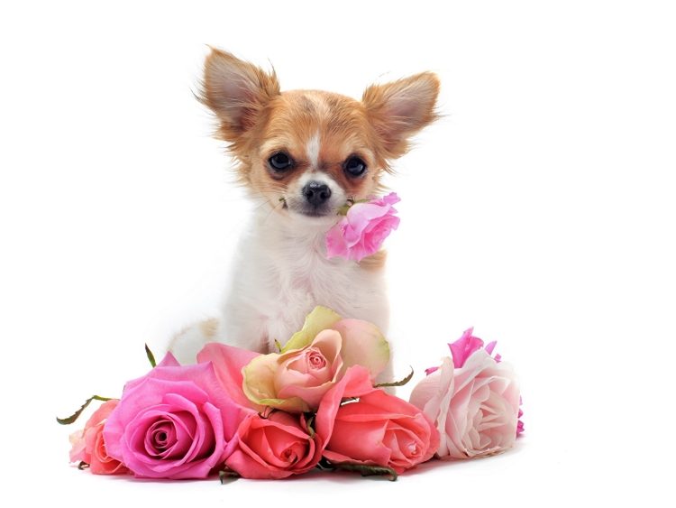 Питомец чихуахуа