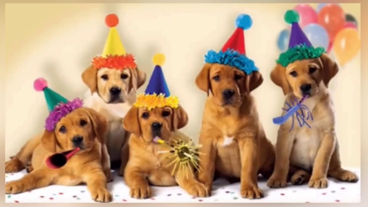 С днём рождения собачки