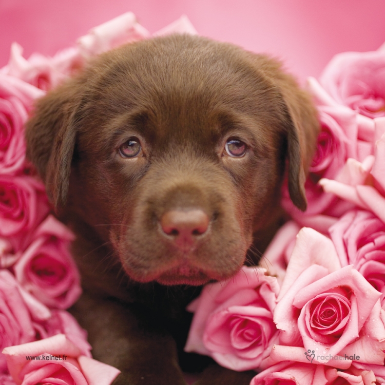 Собака с розочкой