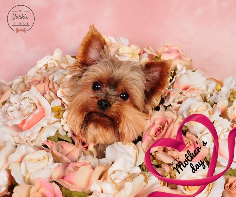 Йоркширский терьер с цветами