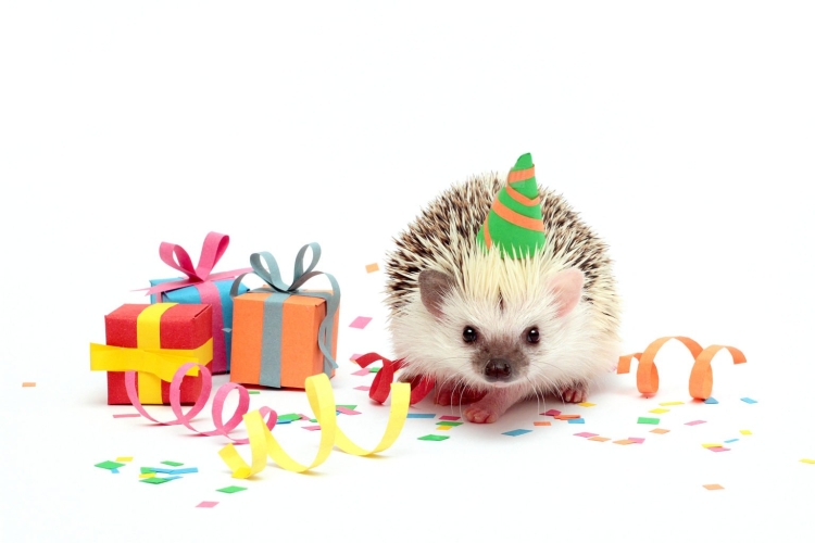 Ежик в колпачке