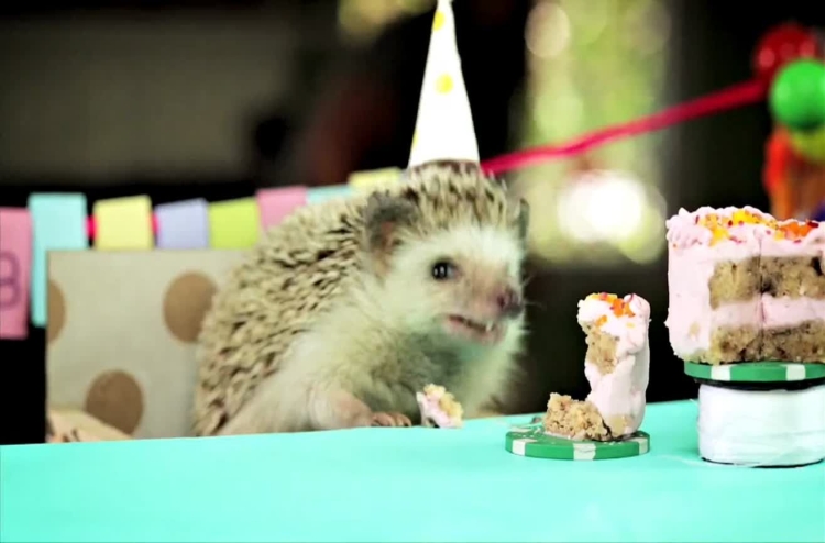 С днем рождения Ежик