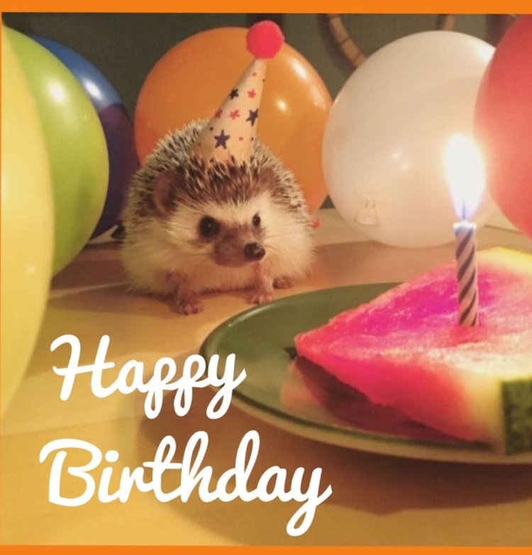 Праздничный Ежик