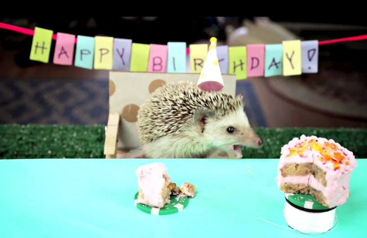 Ежик в праздничном колпаке