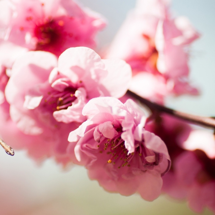 С днём рождения нежные открытки