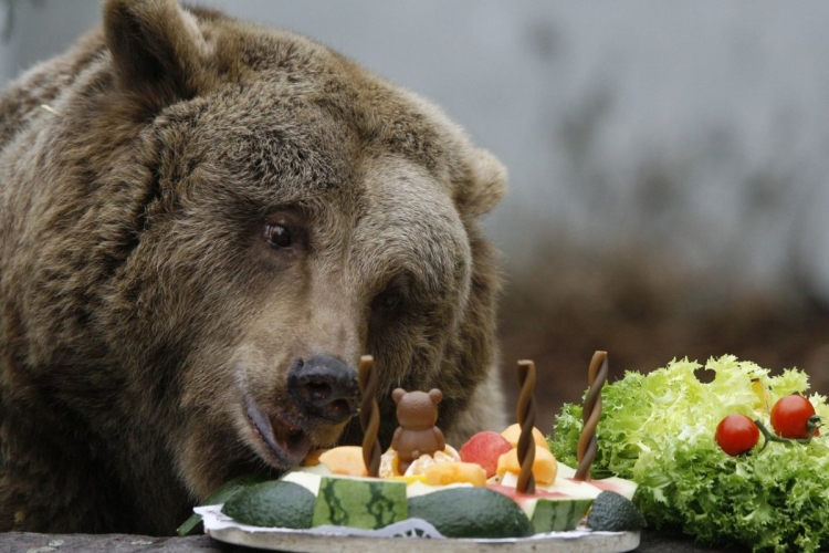 С днем рождения медведь