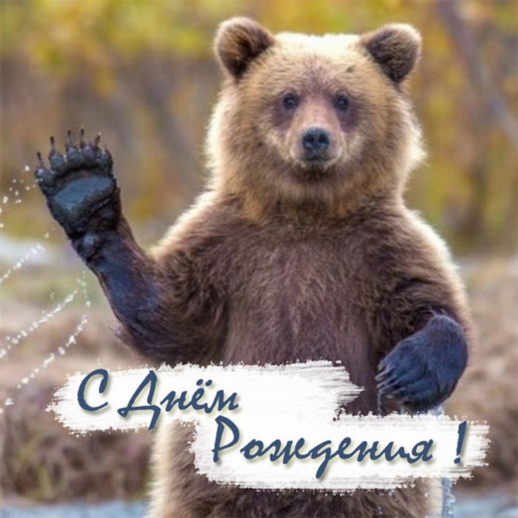 С днем рождения медведь прикольные