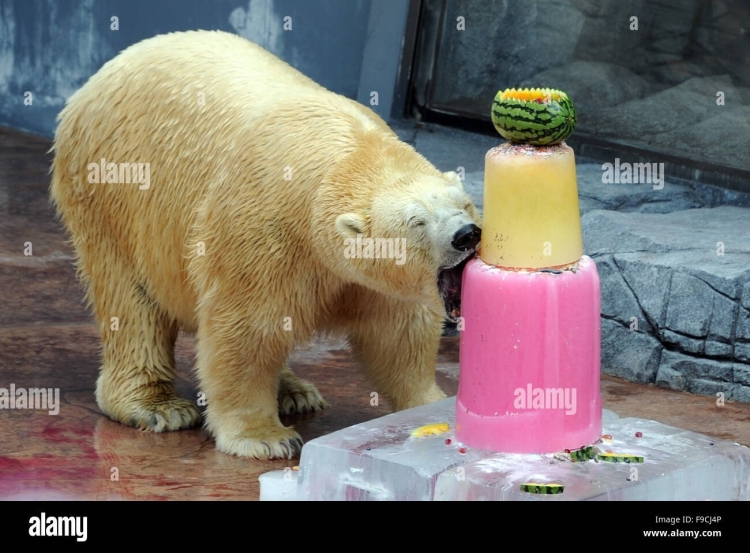 С днем рождения медведь