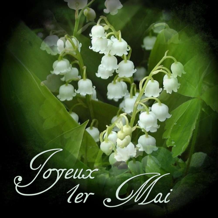 Цветы ландыши картинки с днем рождения