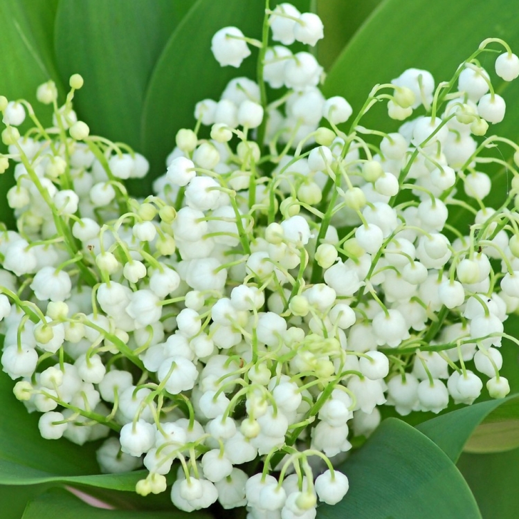 Ландыш Майский