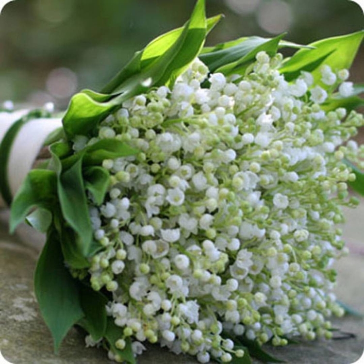 Огромный букет Ландышев