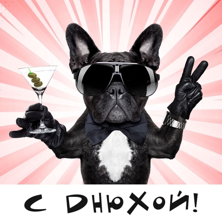 Французский бульдог с бокалом