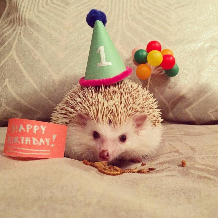 Праздничный Ежик