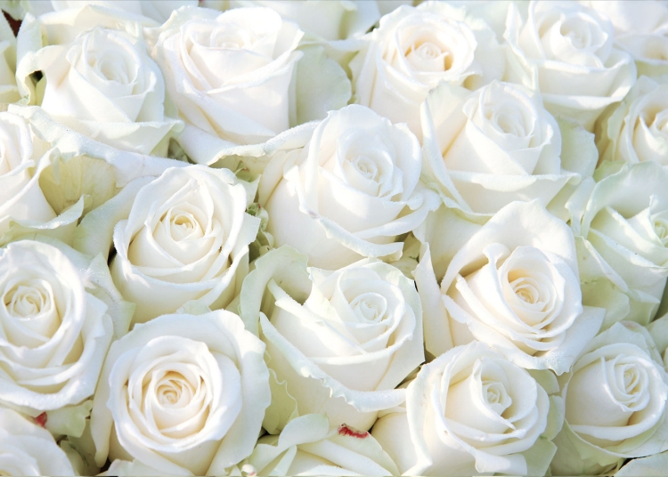 Фотообои 3д белые розы