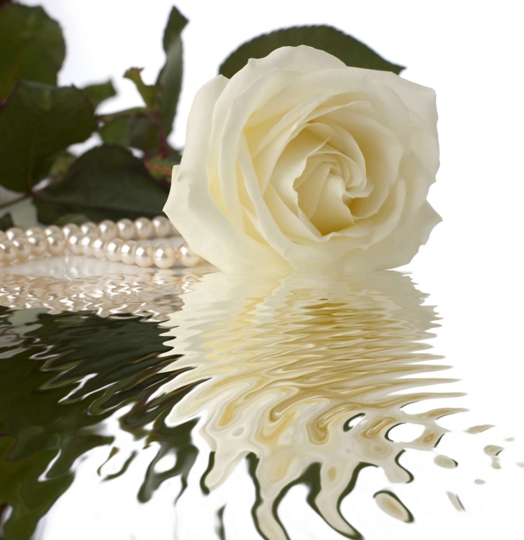 Белые розы в воде