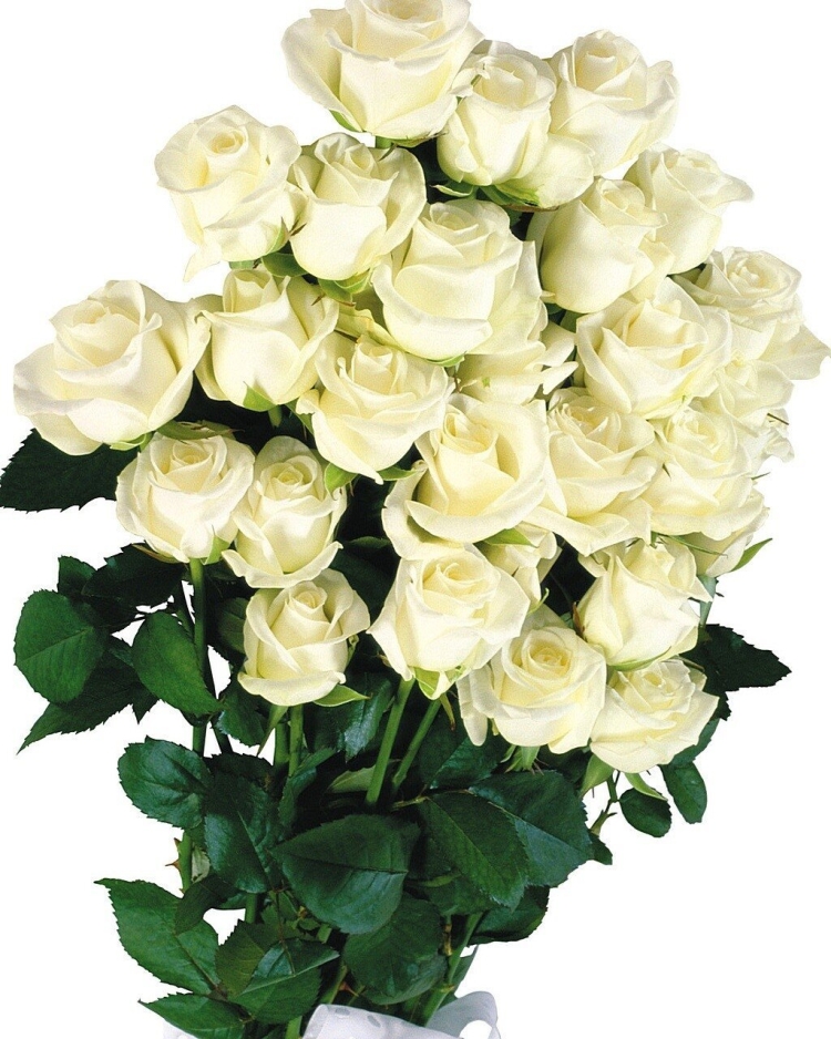 Открытки с белыми розами