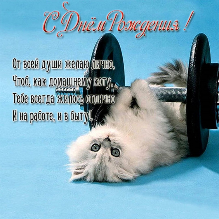 Поздравление с днем рождения с котом
