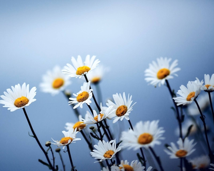 С днём рождения христианские поздравления