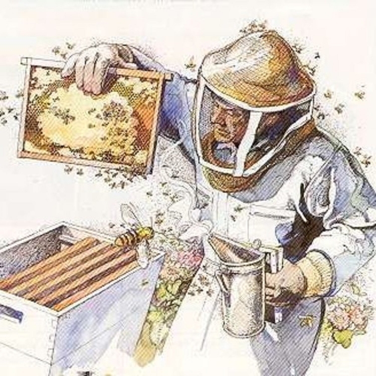 Пасека пчел