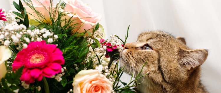 Котик в цветах и подарках