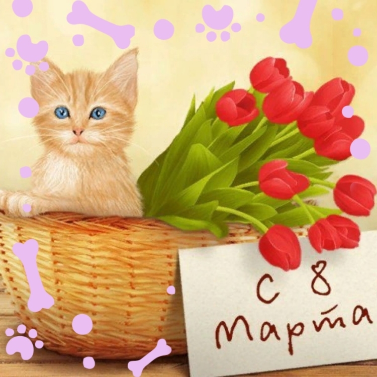 С 8 марта котик с цветами