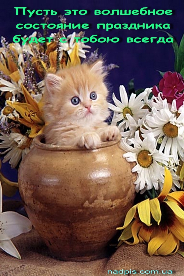 С днем рождения котенок с цветами