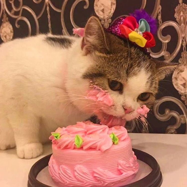 Торт с «кошками»