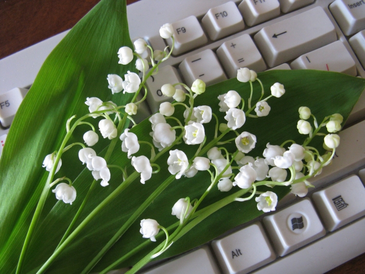 Ландыши на клавишах