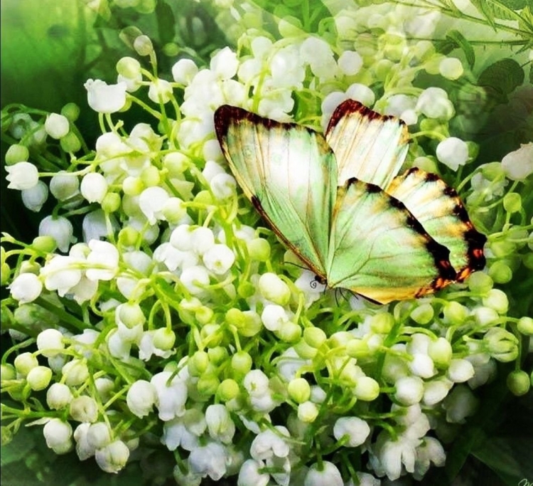 Milato алмазная мозаика