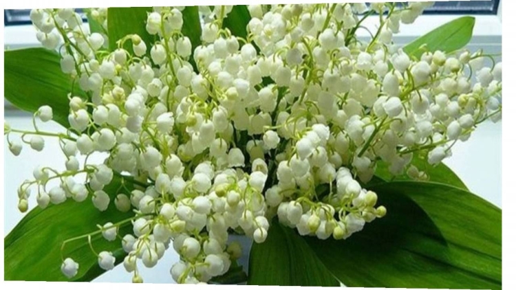 Ландыш сирень Мимоза