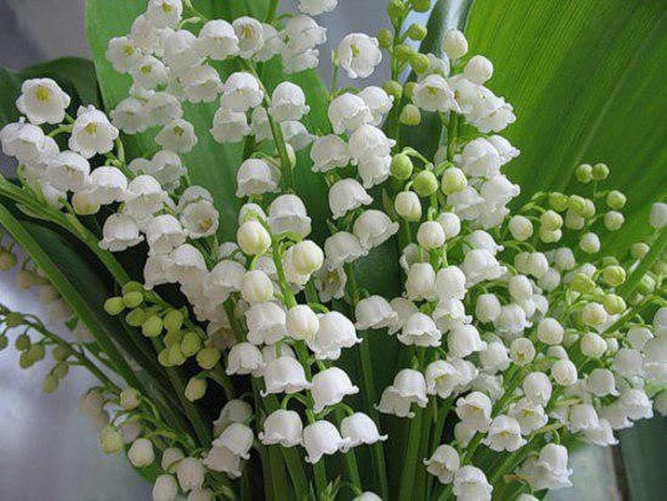 Весенние цветы картинки