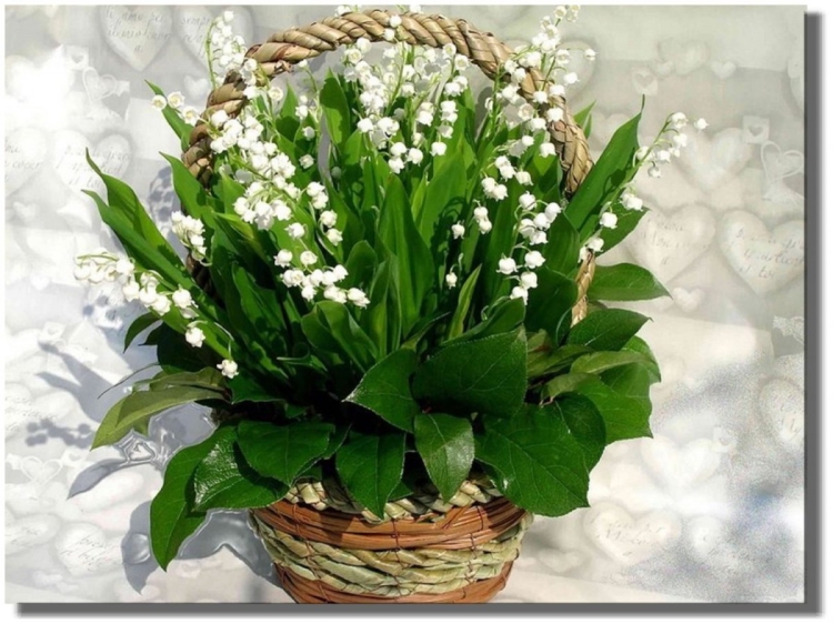 Красивые Ландыши