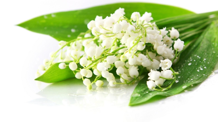 Открытки с днем рождения Ландыши