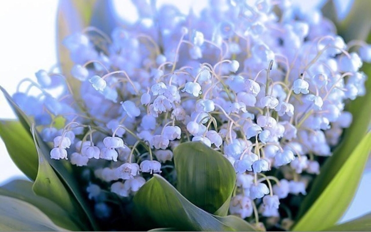 Ландыш голубой