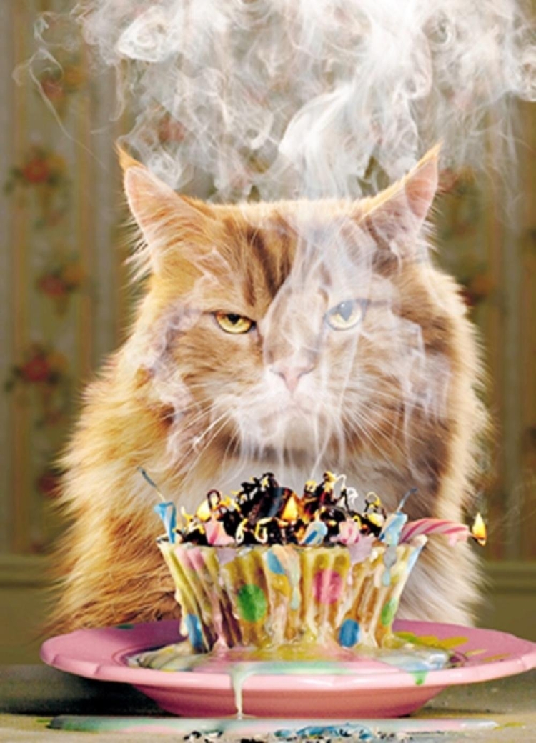 С днем рождения кот
