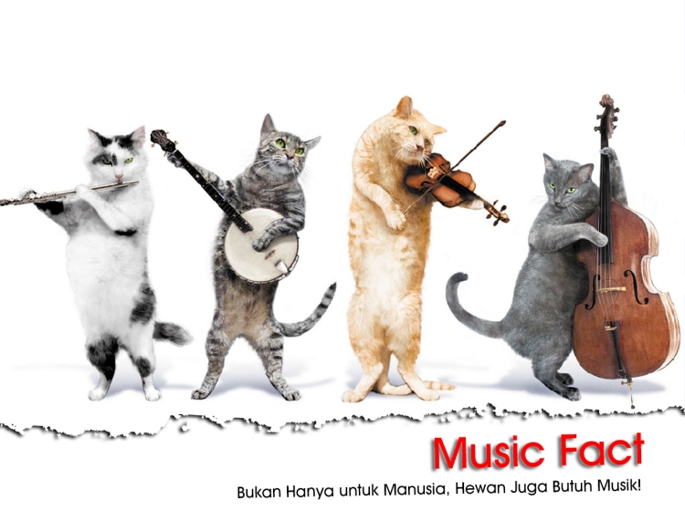 Смешные поздравления с котами