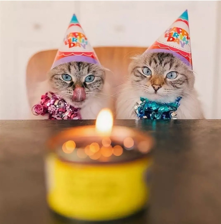 Кот в колпачке