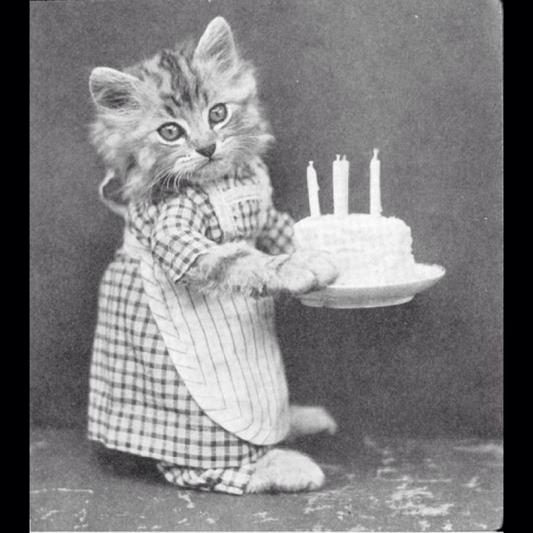 С днем рождения смешной кот