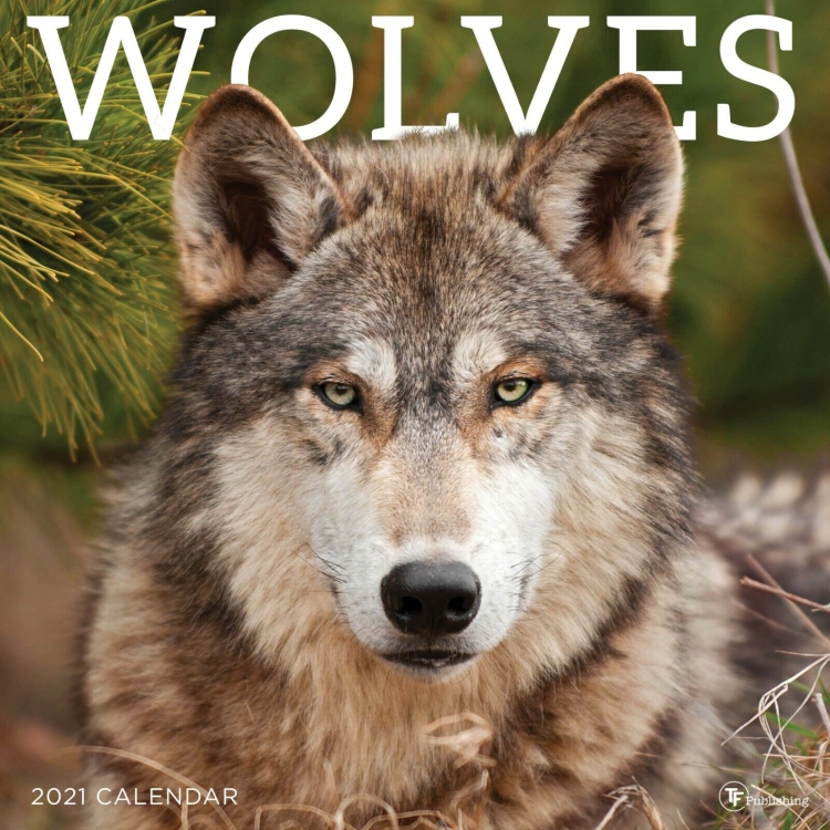 Пожелания с изображением волка