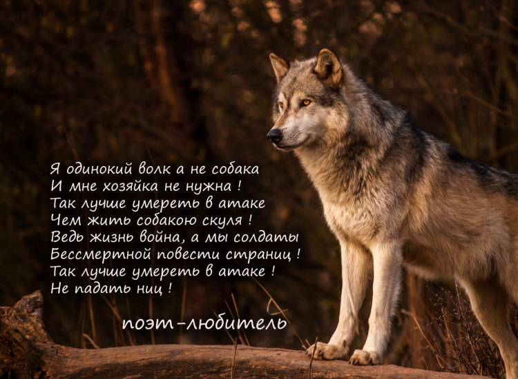 Стихи про Волков