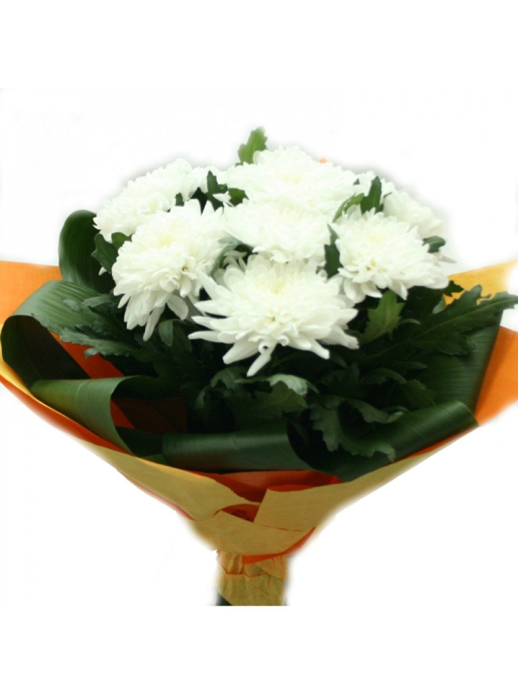 Хризантема одноголовая Зембла