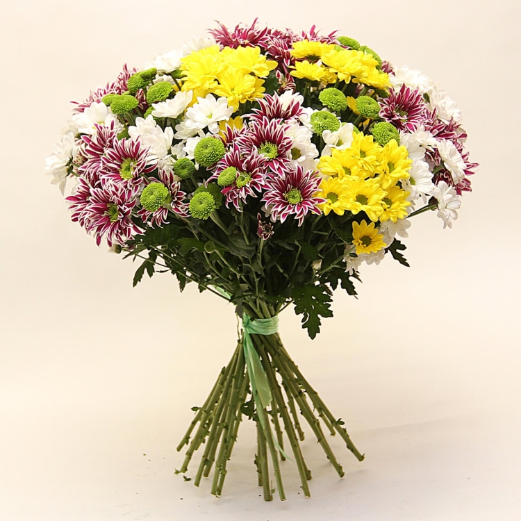 Хризантема кустовая микс